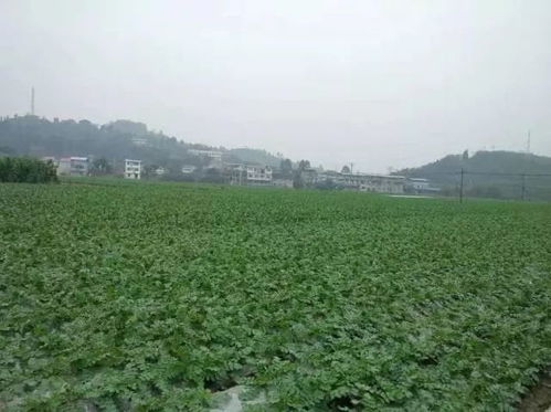 從田間到餐桌 直擊廣東蔬菜供應全鏈條